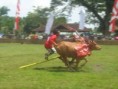 /album/photo-gallery-bull-race/img-3023-jpg/